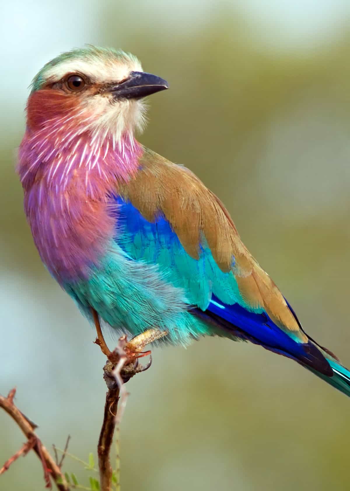 Lilac Breasted Roller