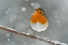 European Robin